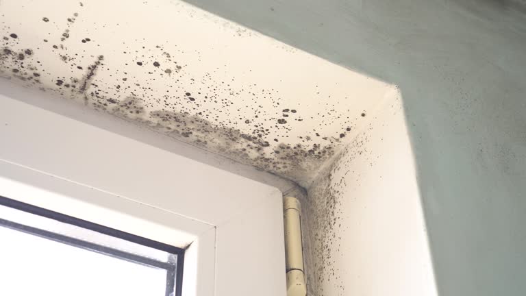 Why You Should Choose Our Mold Remediation Services in Mountain Home, AR